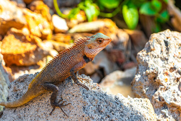 Lizard chameleon iguana on its back on rock Sri Lanka.