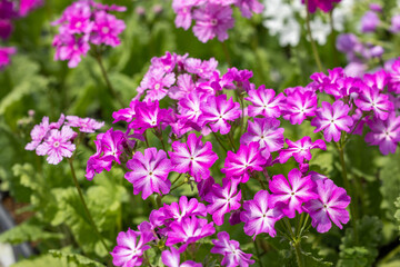 Pink primula sieboldii flowers blooming in the spring garden.