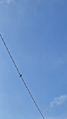 a bird perches on a power cable with a cloudy blue sky in the background