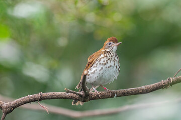 Fototapeta premium Wood Thrush bird