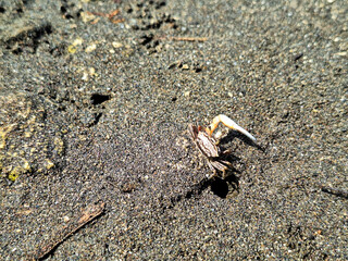 Uca vocans, Fiddler Crab walking in mangrove forest at Pangandaran Beach, Indonesia.
