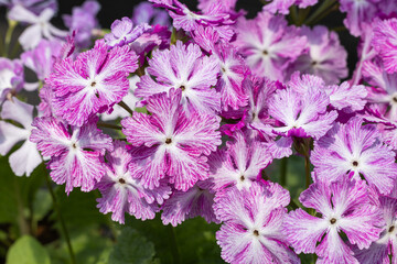 Pink and white primula sieboldii flowers blooming in the spring garden.