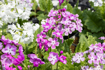 Naklejka premium Pink and white primula sieboldii flowers blooming in the spring garden.
