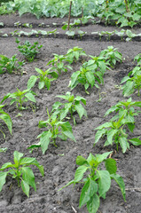 organically cultivated pepper plantation  in the vegetable garden, summertime