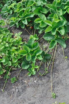 close-up of the growing strawberry with stolons in the vegetable garden, view from above