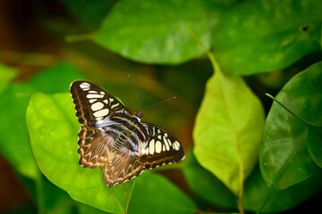Parthenos silvia - tropical butterfly sitting on green leaves, beautiful insect in natural environment,
wildlife from Southeast Asia.