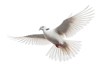 Obraz premium Soaring Dove: A Symbol of Peace and Hope