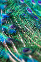 Closeup of vibrant peacock feathers. Animal themed background. Colourful Indian peacock feather.