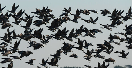 Bernache cravant,.Branta bernicla, Brant Goose, marais; region Pays de Loire; marais Breton; 85, Vendée, Loire Atlantique, France