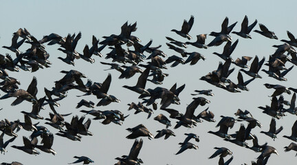 Bernache cravant,.Branta bernicla, Brant Goose, marais; region Pays de Loire; marais Breton; 85,...