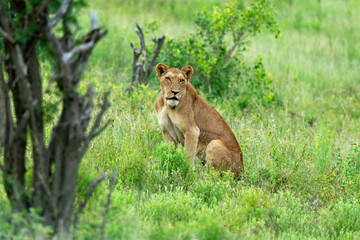 lion, femelle, lionne, Panthera leo, Afrique