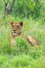 lion, femelle, lionne, Panthera leo, Afrique