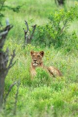 lion, femelle, lionne, Panthera leo, Afrique