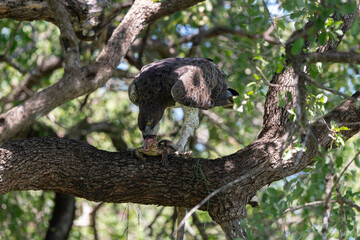 Aigle martial, Polemaetus bellicosus, Martial Eagle, Varan du Nil, Varanus niloticus