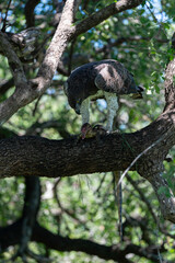 Aigle martial, Polemaetus bellicosus, Martial Eagle, Varan du Nil, Varanus niloticus