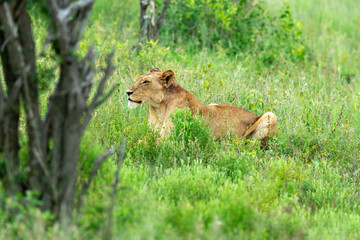 lion, femelle, lionne, Panthera leo, Afrique