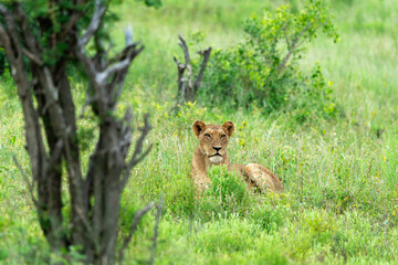 lion, femelle, lionne, Panthera leo, Afrique