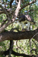 Aigle martial, Polemaetus bellicosus, Martial Eagle, Varan du Nil, Varanus niloticus