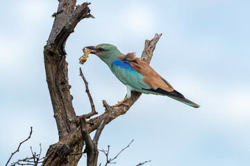 Rollier d'Europe, Coracias garrulus, European Roller