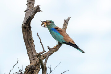 Fototapeta premium Rollier d'Europe, Coracias garrulus, European Roller