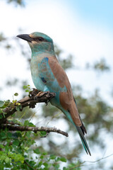 Rollier d'Europe, Coracias garrulus, European Roller
