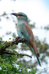 Rollier d'Europe, Coracias garrulus, European Roller