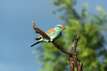 Rollier d'Europe, Coracias garrulus, European Roller