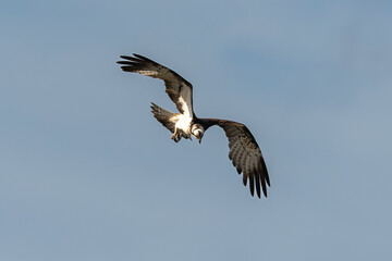Balbuzard pêcheur, Pandion haliaetus, Western Osprey