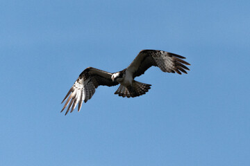 Fototapeta premium Balbuzard pêcheur, Pandion haliaetus, Western Osprey
