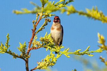 Chardonneret élégant,.Carduelis carduelis, European Goldfinch