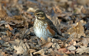 Grive mauvis,.Turdus iliacus, Redwing