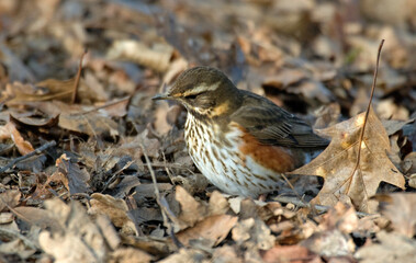 Grive mauvis,.Turdus iliacus, Redwing