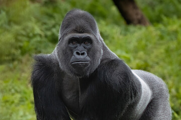 Silverback gorilla portrait