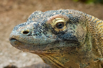 Komodo dragon