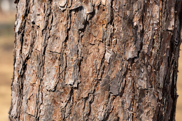Bark of red pine in spring forest park.