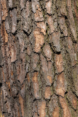 Bark of red pine in spring forest park.