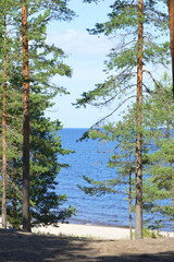 Pine trees on shore of lake.