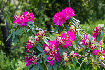 Rhododendron flowers bloomed in the forest.