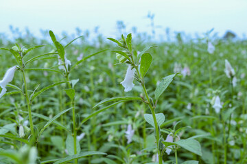 Sesame Tree Garden And Flower