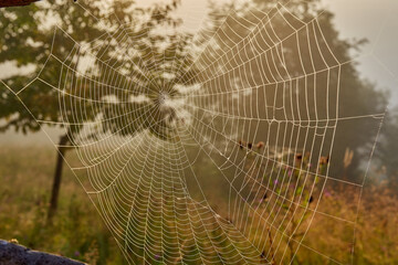 Spider web on a meadow at sunrise.