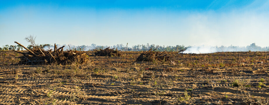A formerly forested tract of land being cleared for replanting in Florida