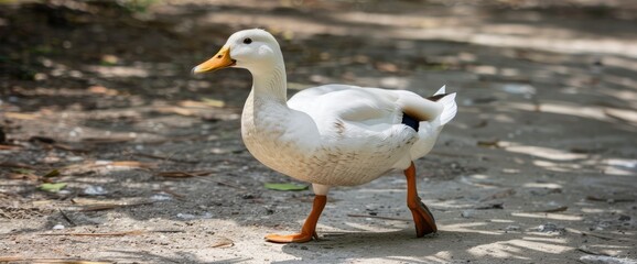 Obraz premium A White Duck Strolls Leisurely On A Sunny Day, Standard Picture Mode