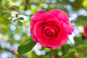 Beautiful pink roses blooming in the rose garden.