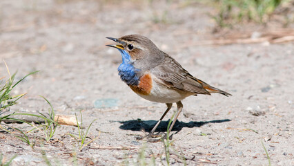 robin on the grass