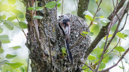 bird in nest