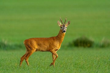 A young deer strolling through a meadow in the morning