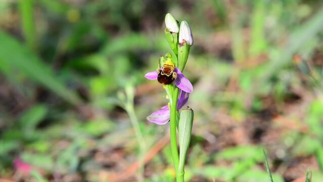 Springtime video of a Ophrys  also called bee orchid in bloom, captured in a garden