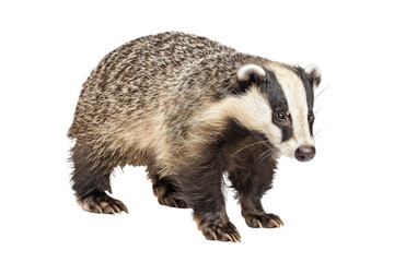 Naklejka premium European Badger on White Background
