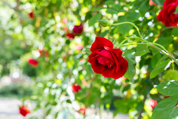 Beautiful red roses blooming in the rose garden.