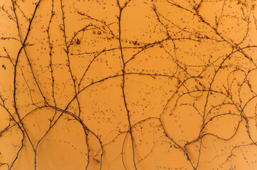 Bare ivy plant spreading on yellow stucco wall. A dry plant is winding against the background of the old wall.